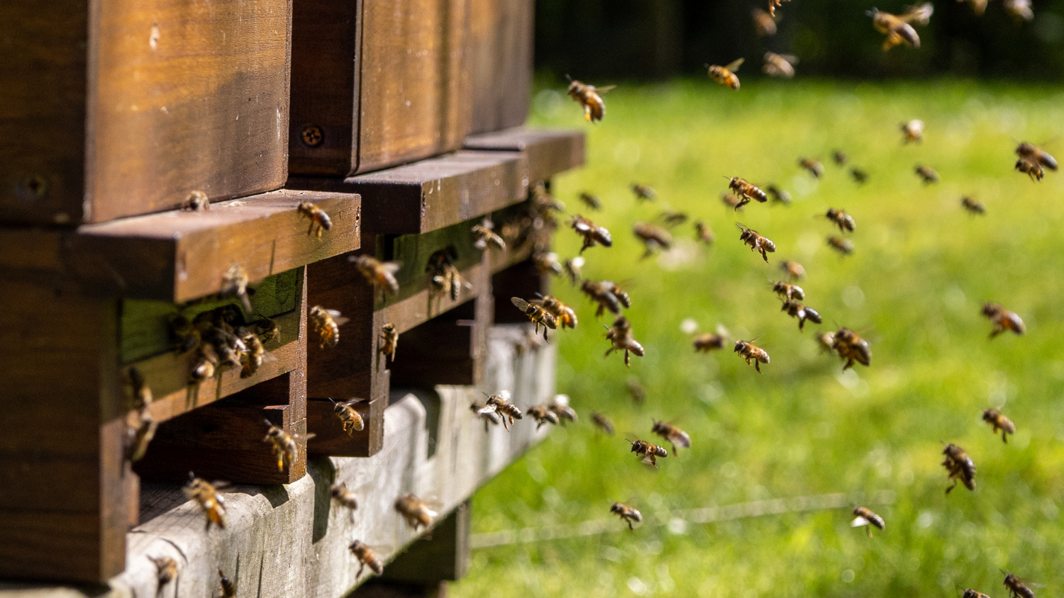 Beekeeping