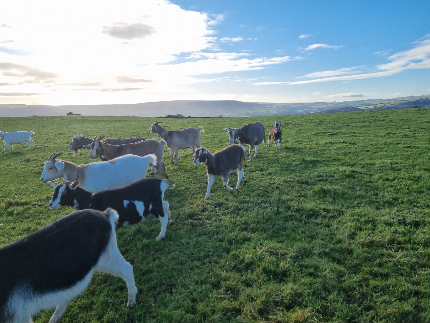 Goats milk soap for Dogs!