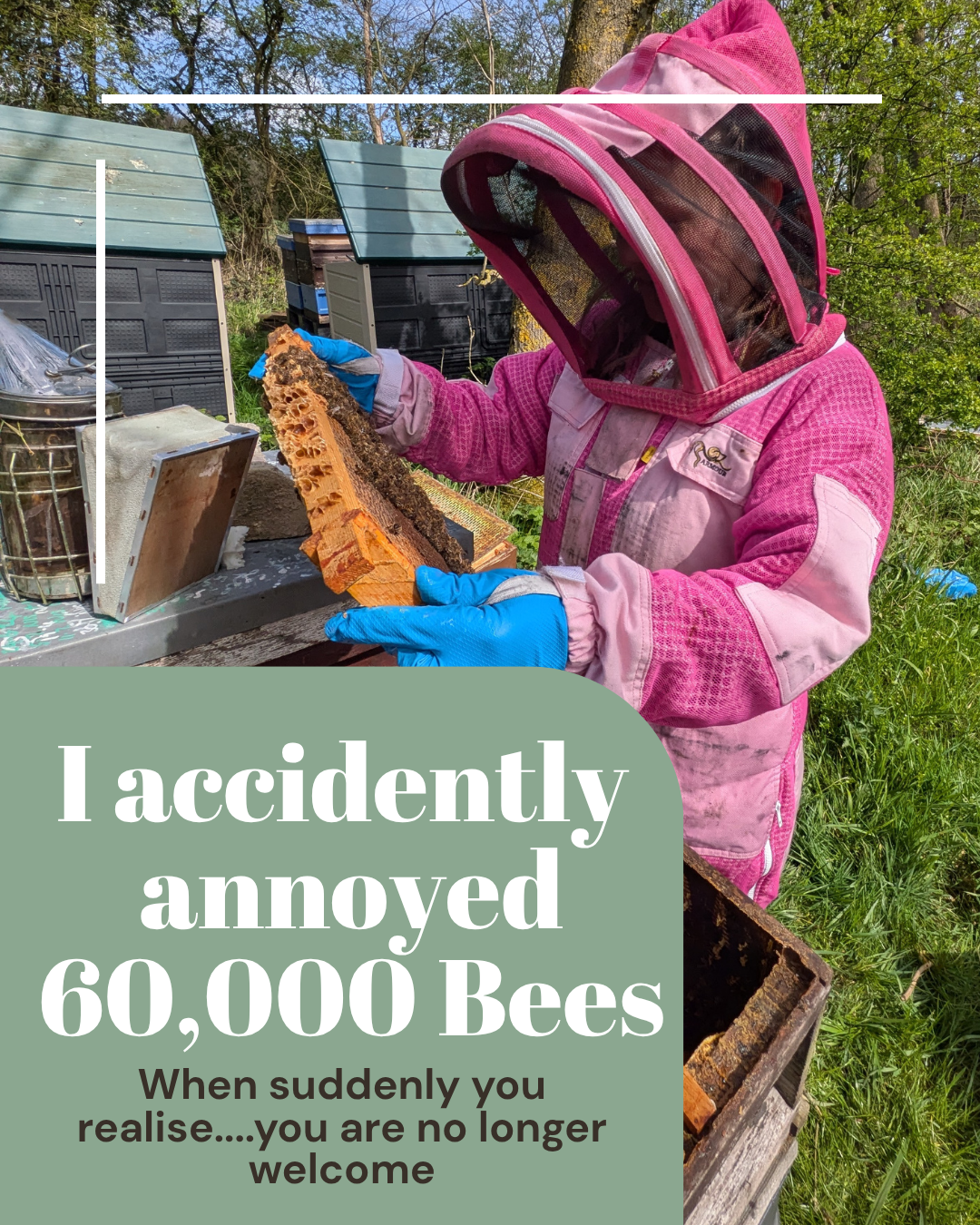 I accidentally annoyed 60,000 bees this week....