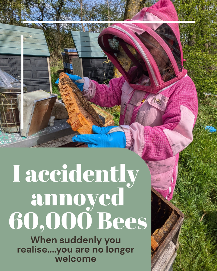 I accidentally annoyed 60,000 bees this week....