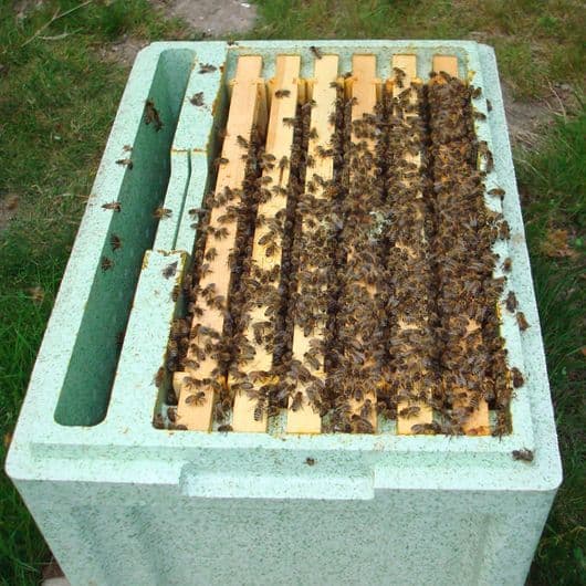 Bee's for sale 2026 overwintered deposits only