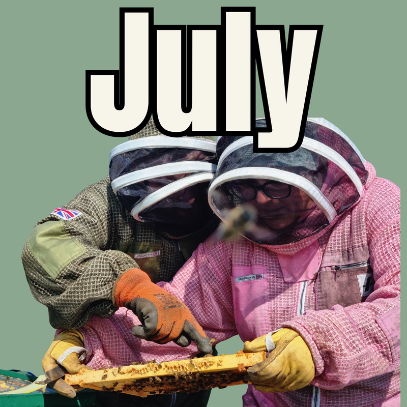 July Beekeeping experience - Various dates available