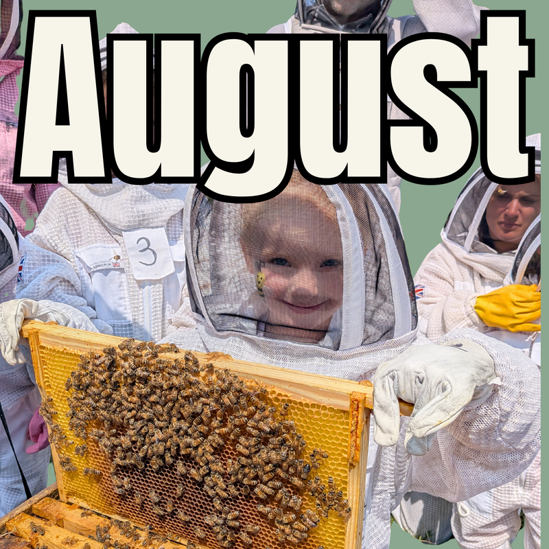 August Beekeeping experience - Various dates available