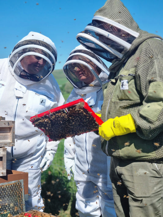 1 to 1 beekeeping mentoring program.